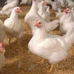 Jj Mahimai Broiler And Fish Stall In Koodal Nagar