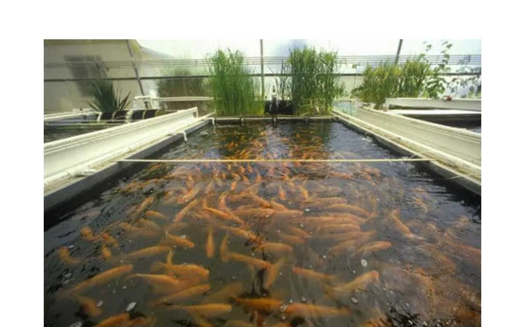 Image of: Star Fish Farm In Madurai