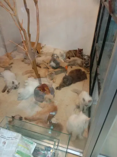 Image of: The Pet Zoo By Stag Tag In Vilangudi
