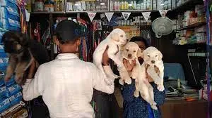 Image of: Raju Pet Shop in Jaihindpuram