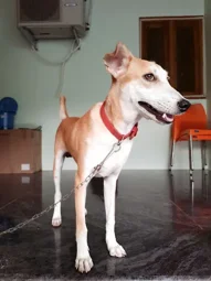 Image of: The Seeshahs Kennel Foundation in Madurai