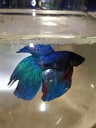 Image of: Arul Aquarium In Madurai