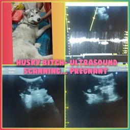 Image of: Arul Pet Clinic Pet Shop In Thiru Nagar