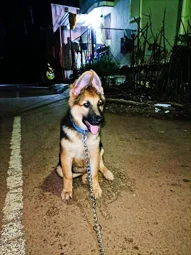 Image of: Best Pets In Thiru Nagar