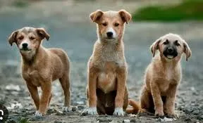 Image of: Dhatri Pets In Madurai