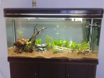 Flowerhorn Shop In Iyer Bungalow