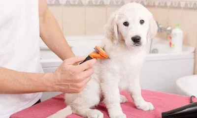 Gopika Mobile Pet Clinic In Iyer Bungalow