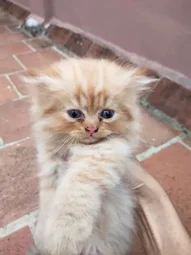 Image of: Grace Pets Plants In Madurai