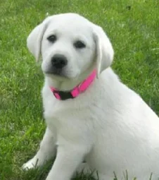 Image of: Guru Chella Pets In Madurai