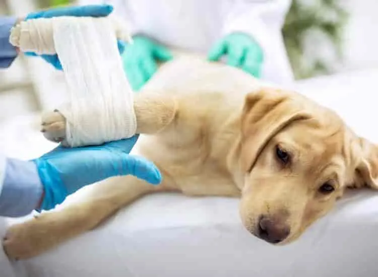 J M Pet Clinic Pet Shop In Mahal