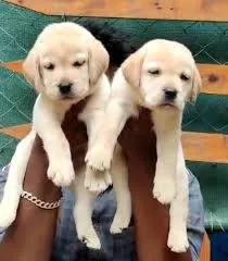 Image of: Kalvi Pet Shop In Madurai