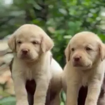 Image of: Ks Pets In Madurai