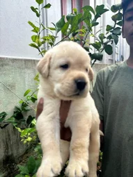 Lee Pets And Kennel In K Pudur