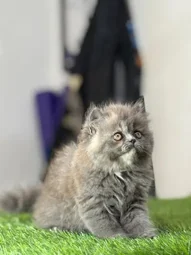 Image of: Make My Pets In Madurai