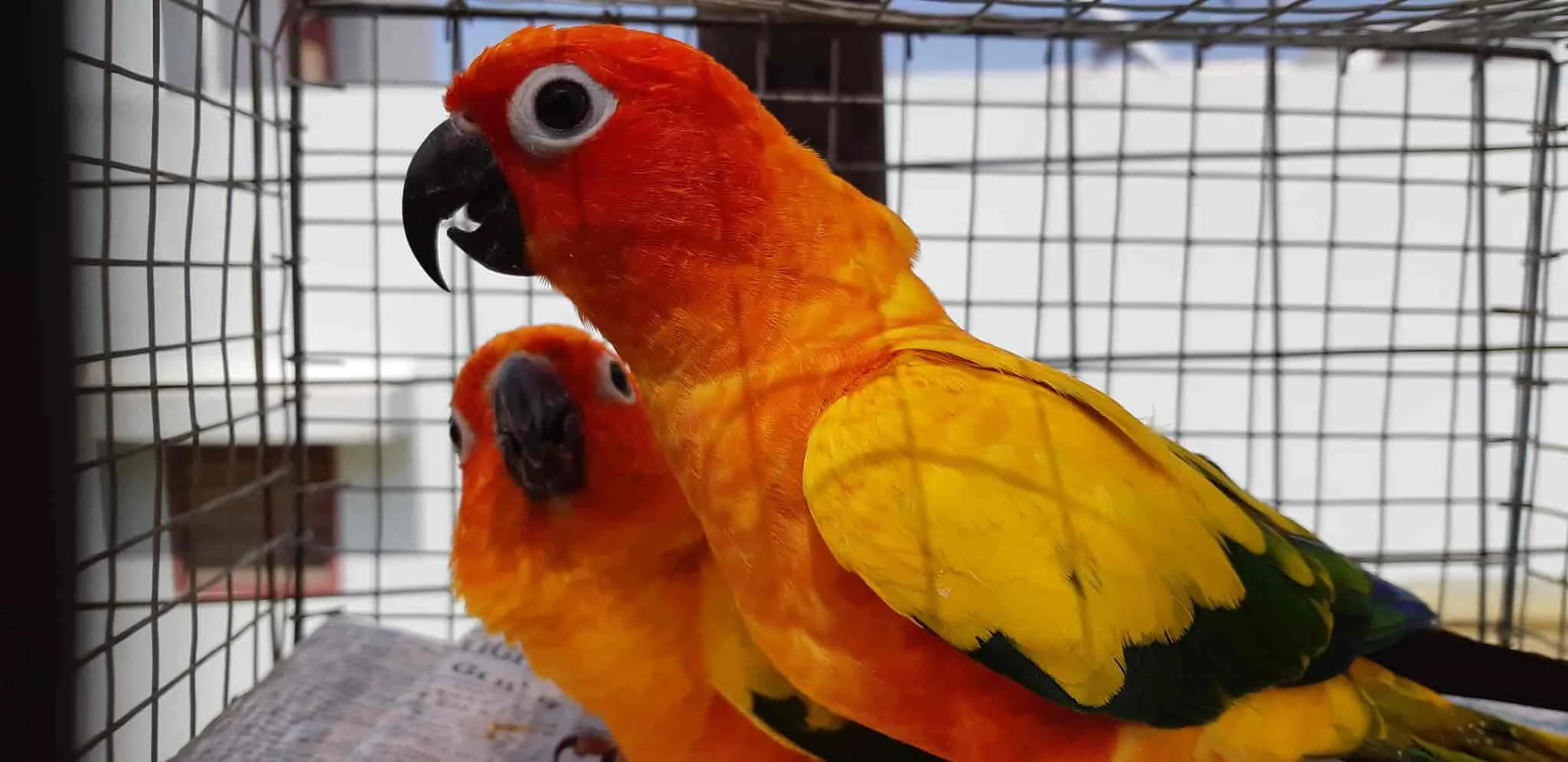 Image of: Md Exotic Pets In Madurai