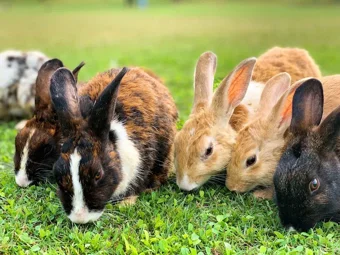 Image of: Muyalagam Rabbit Farm In Othakadai