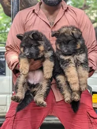 Image of: No 1 Pet Seller In Koodal Nagar