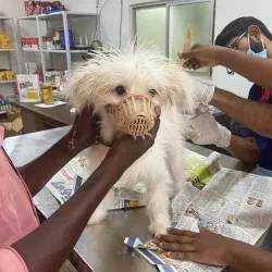 Image of: Pet Junction In Ellis Nagar