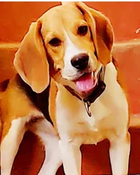 Image of: Pet Jungle In Ellis Nagar