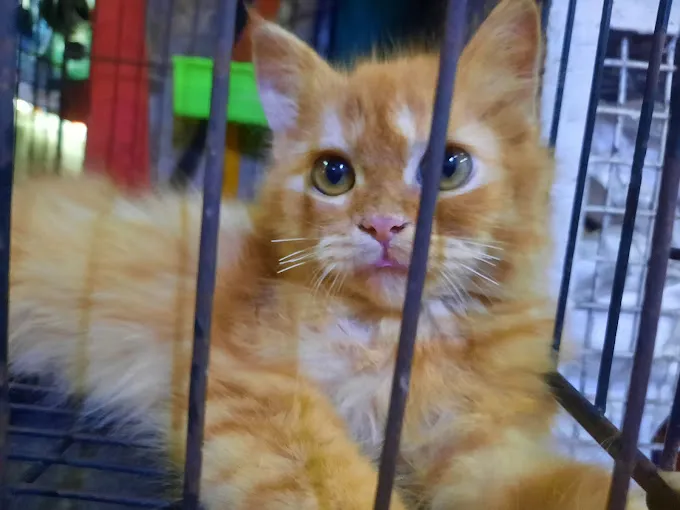 Image of: Pet Shop In Kk Nagar