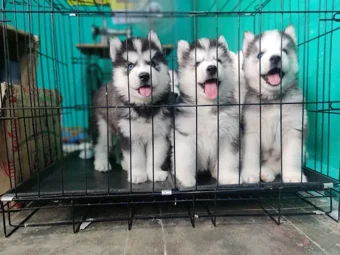 Image of: Puppies World In Jaihindpuram