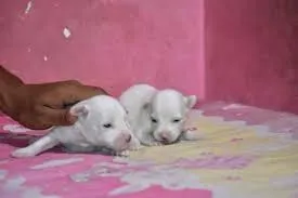 Image of: Ritam Agro Farms In Anna Nagar