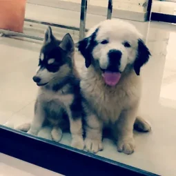 S S Pet Clinic In Iyer Bungalow