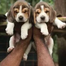 Image of: Shiny Pet Shop Clinic In Melamadai