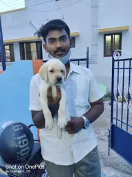 Image of: Sivakasi Pet Zone In Reserve Line