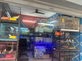 Image of: Sk Pets And Birds In Madurai