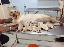 Image of: Sona Pet Clinic In Arasaradi