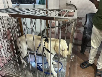 Image of: Sonia Pet Shop In Anna Nagar