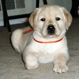 Image of: Sri Krishna Agency In Madurai