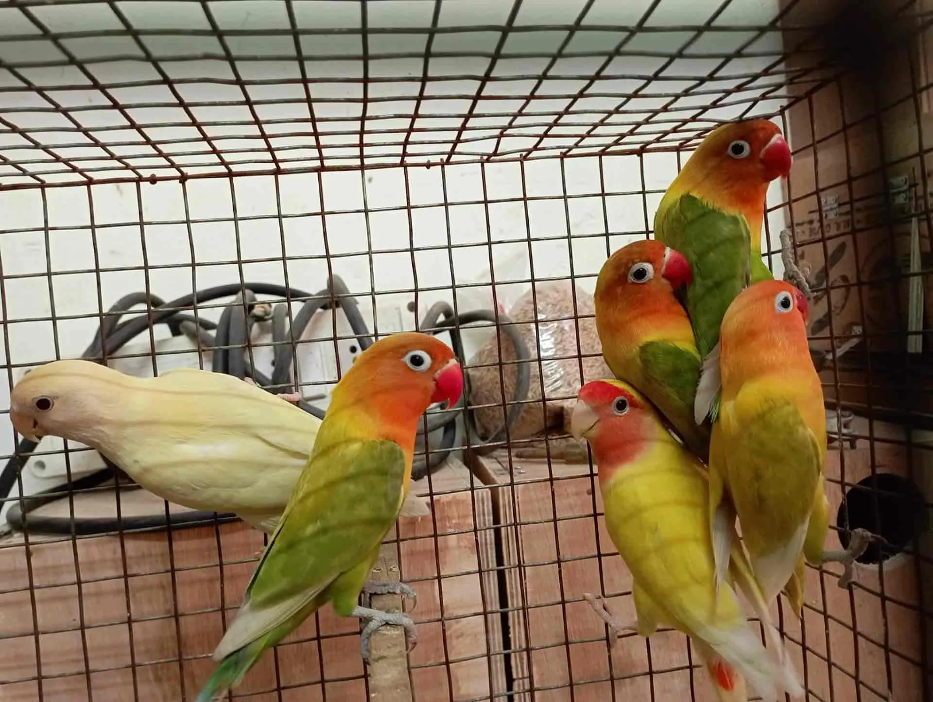 Image of: Sri Ram Pets In Madurai