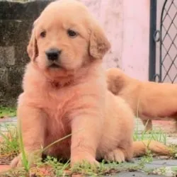 Image of: Stefil S Pets In Arappalayam