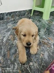 Image of: Tanvika Pets In Madurai