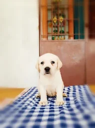 Image of: Thai Pet Shop In Madurai