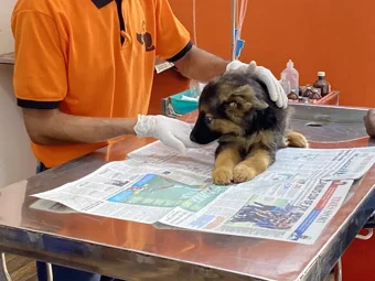 Trusty Paws Pet Clinic In Madurai