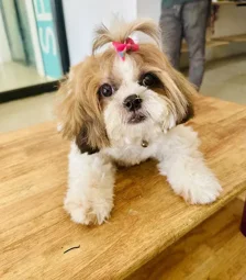 Zutail Madurai Pet Grooming In Madurai