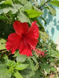 Image of: Jayabharath Houses in Villapuram