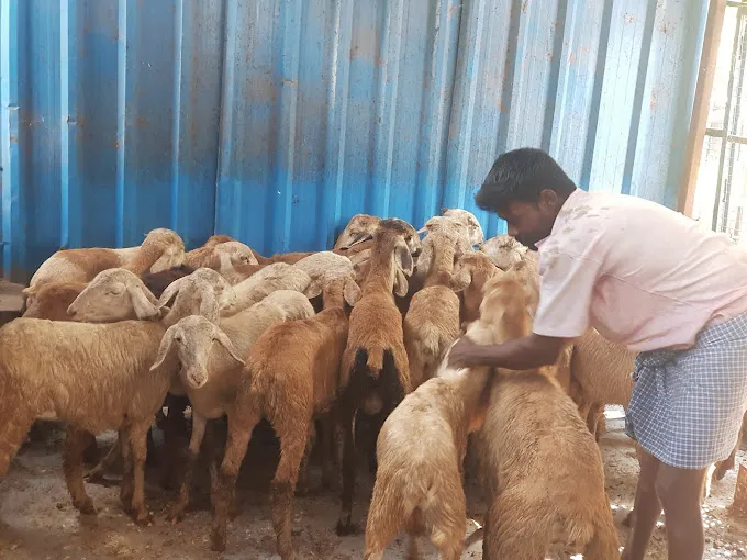 Image of: Mani Mutton And Broilers in Kk Nagar