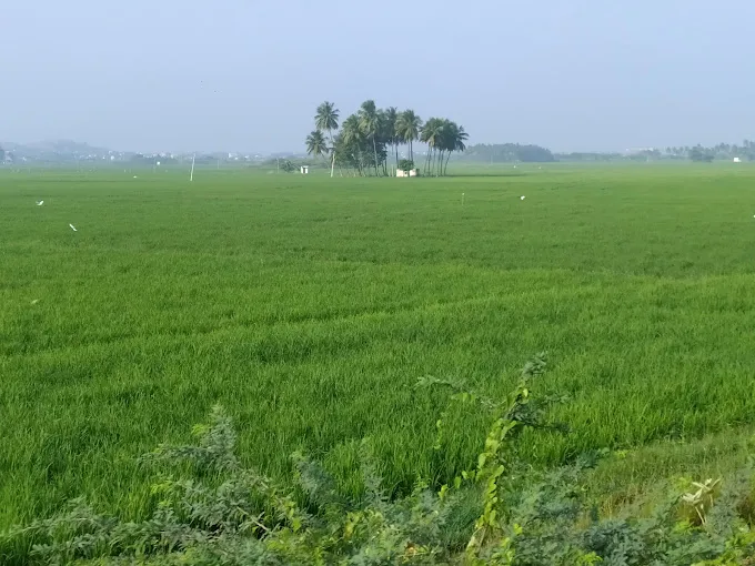 Image of: Pasumalai Ground In Pasumalai