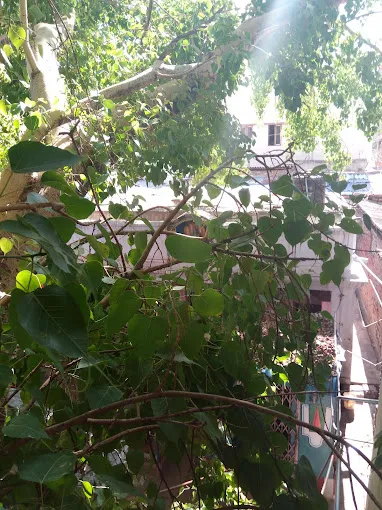 Image of: Arulmigu Sri Lakshmi Narayana Temple In Simmakkal