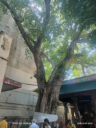 Image of: Arulmigu Sri Thenthiruvalavai Swamy Koil In Mahal 7
