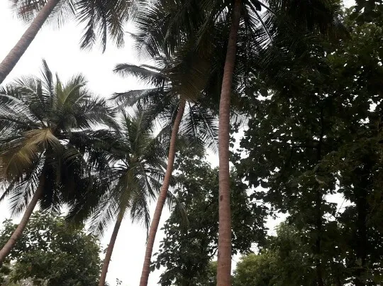 Image of: Olives Prayer Garden In Madurai
