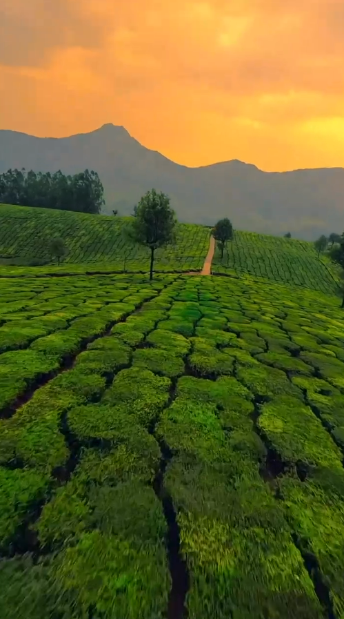 Beauty Of Tea Plantation Under Sunset Sky