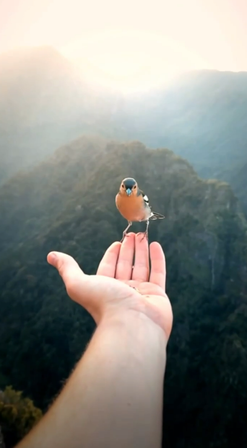 Birds Video Give A Plesant Feel