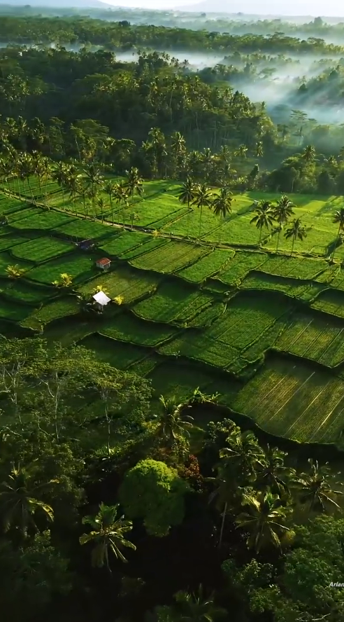 Magical Sunrise Over Palm Trees And Rice Fields