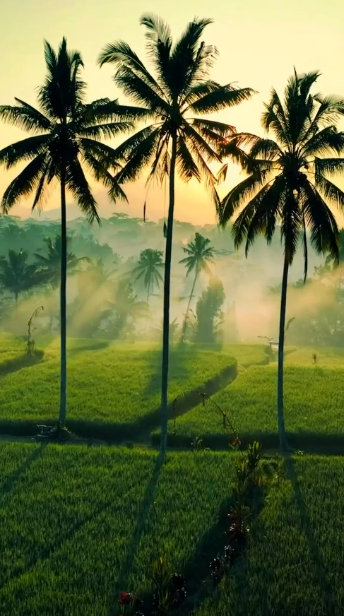 Magical Sunrise Over Rice Fields And Palm Trees