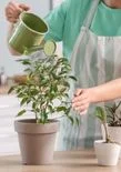 Home and Garden